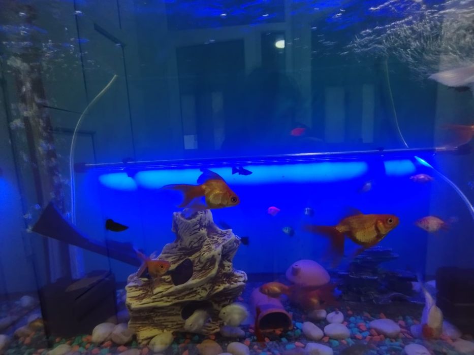 Аквариум полностью