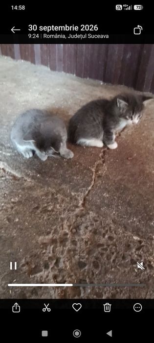 Donez pui de pisică
