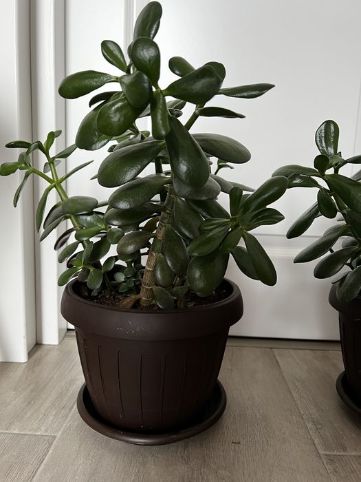 Arbore de jad sau pomul banului…