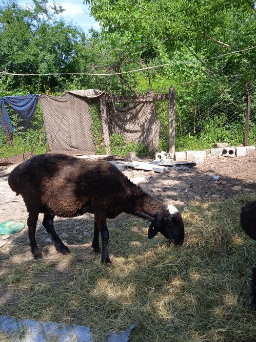 Қойлар сатылады жақсы