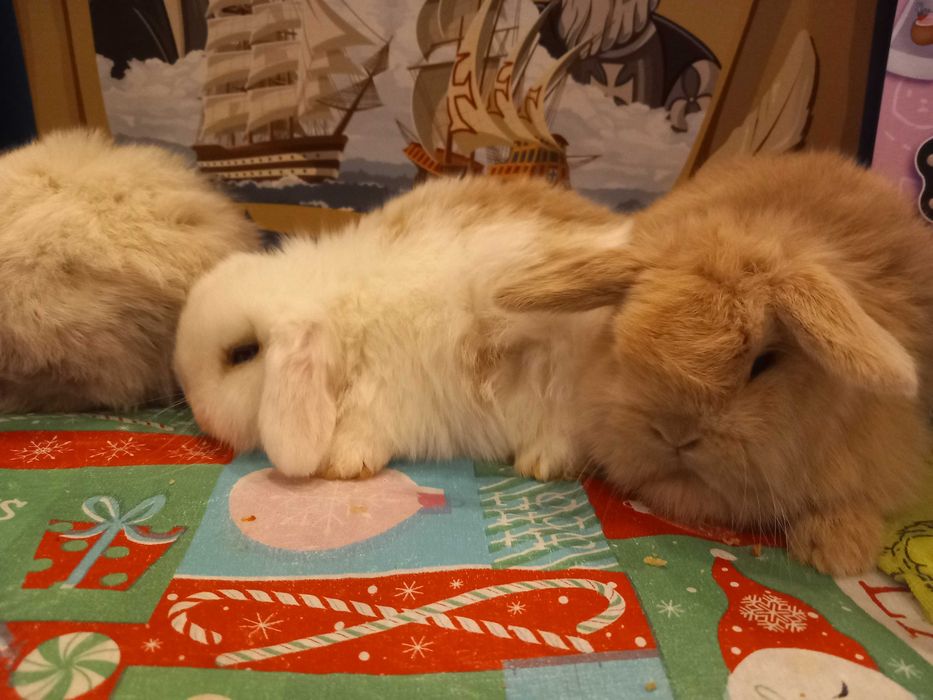 Iepure pitic de companie Iepuri Berbec pitic holland lop