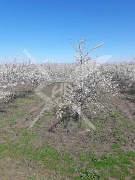 Парцел Цалапица 40317