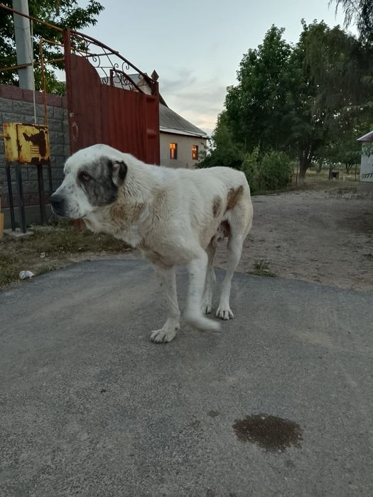 Алабай ит жетсай