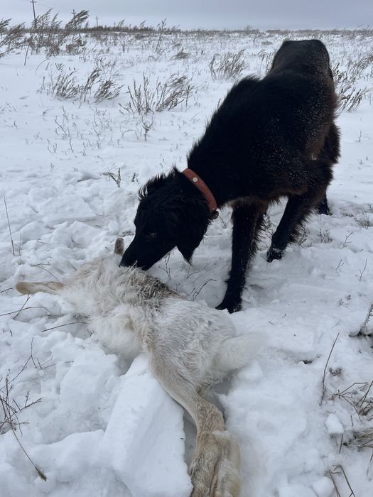 Тазы сатылады шашақ құлақ!