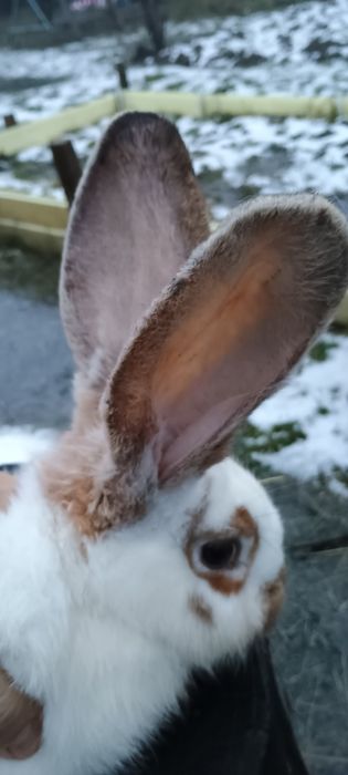 Iepuri metis belgian/fluture