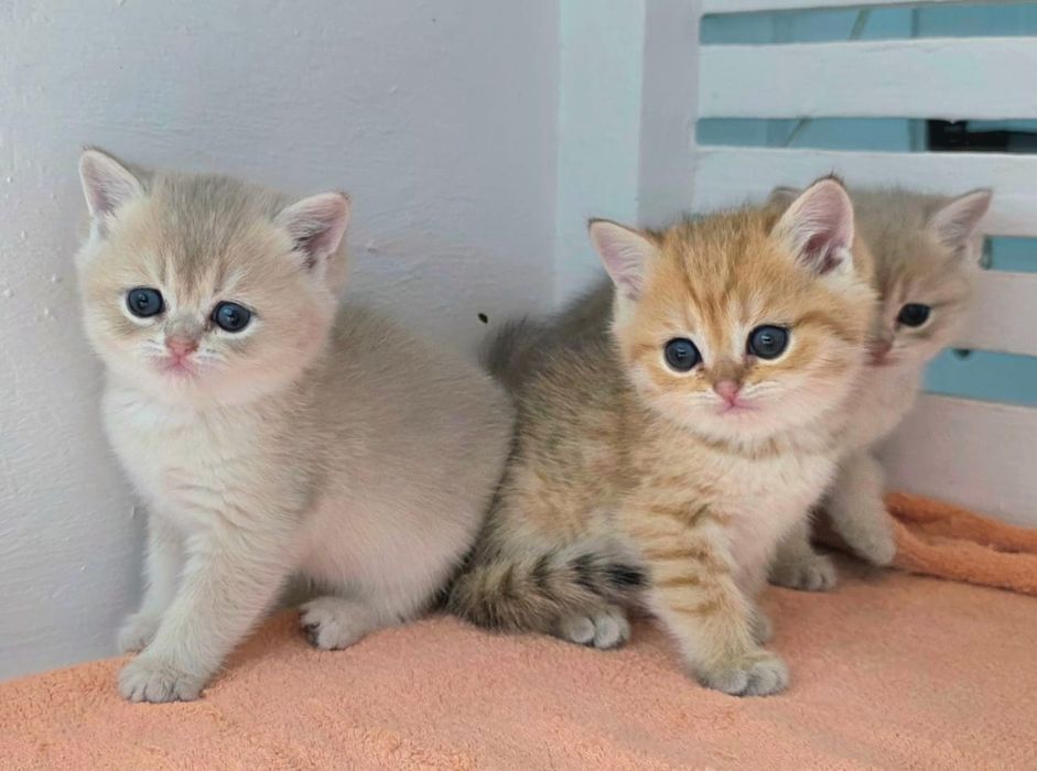 Котята  британские шиншиллы
