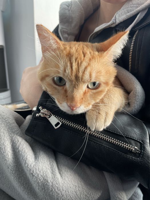 Пропал рыжий кот
