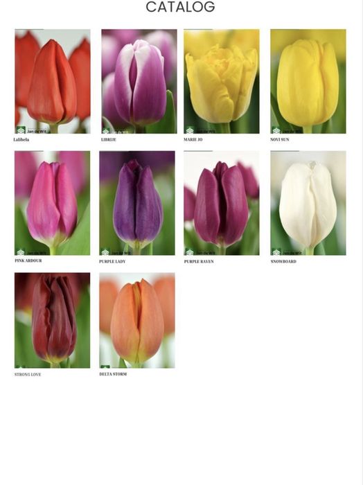 ТЮЛЬПАНЫ на 8 марта!