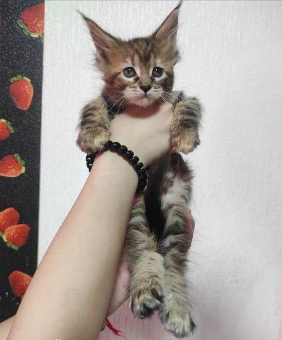 Продам котят мейнкуна