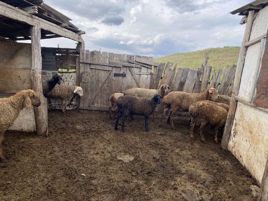 Қойлар тоқтылар сатыдады