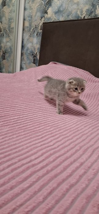 Шотландские вислоухие котята