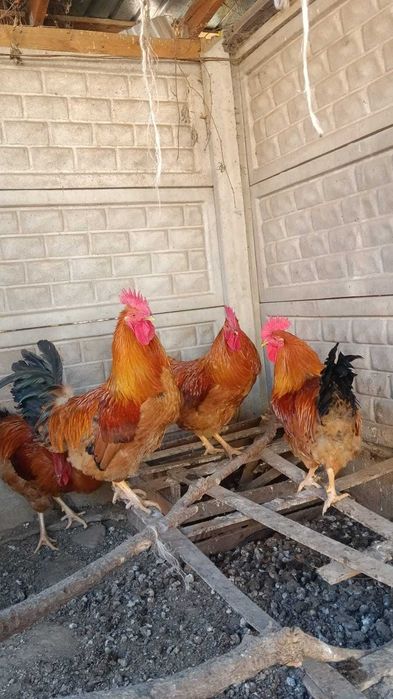Продаётся петухи кучинские