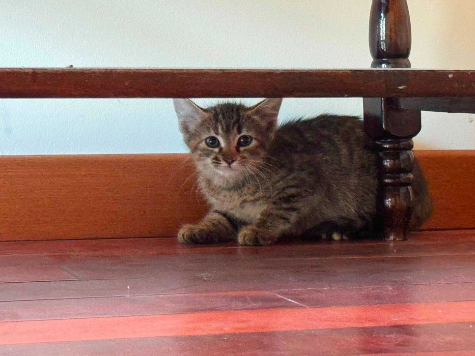 коте момиченце на 2 м. търси дом