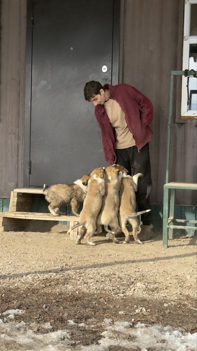 Отдам щенка в хорошие руки