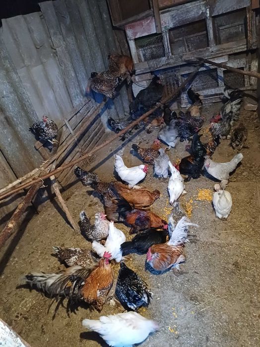 Vand oua pitica  mii de flori si motate