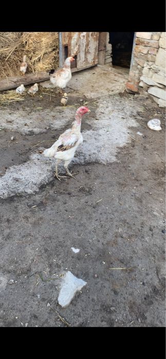 Продается курочка дакан
