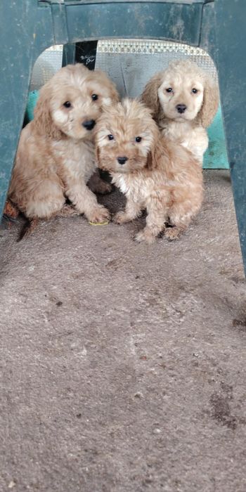 Кокер кокер/лагото