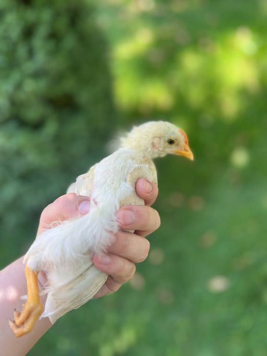 1 oylik baquvvat zotdor xo'rozchalar 34 ta bor kelishtirib bervoraman