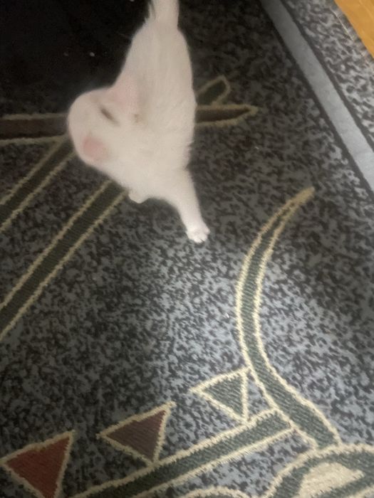 Котенок девочка 3 месяца