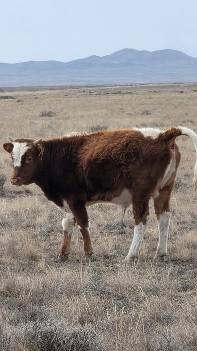 Продам телят, бычков и коров стельных.