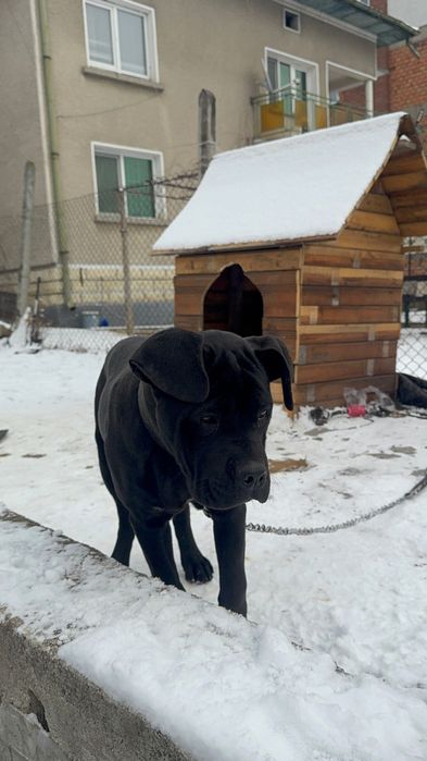 Ego Cane Corso Его Кане Корсо