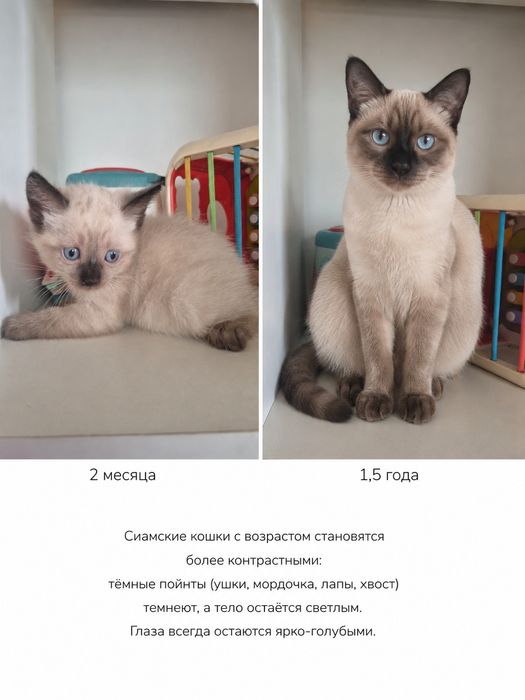 Котята смесь сиамской с домашней кошкой