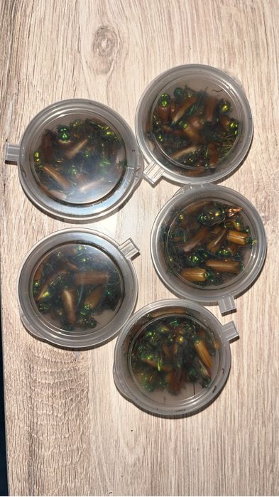 Продам копейки разных стран и СССР