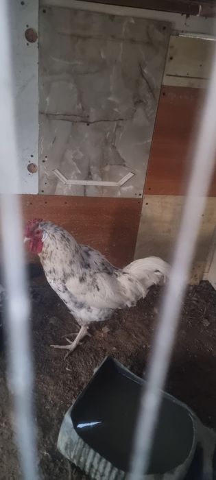 Қораз. Қораз. Қораз