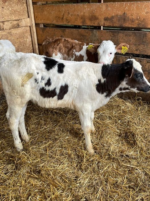 Tăurași și vitele