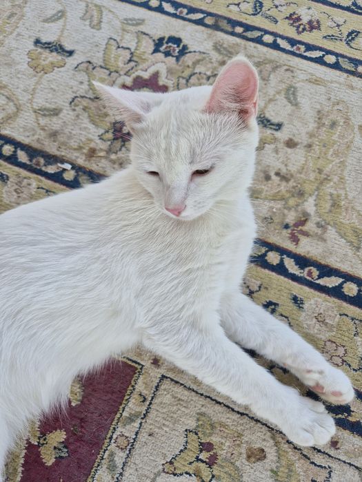 Отдам котёнка  бесплатно
