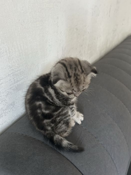 Кошка вислоухая шотландка