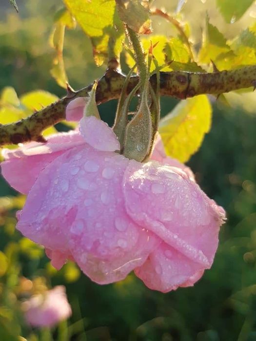 Розова вода от собствена дестилерия