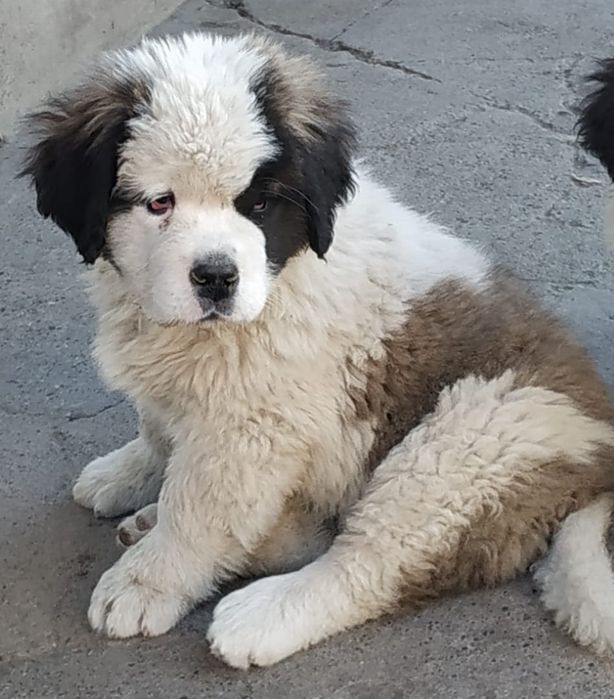 Продам щенков Сенбернар