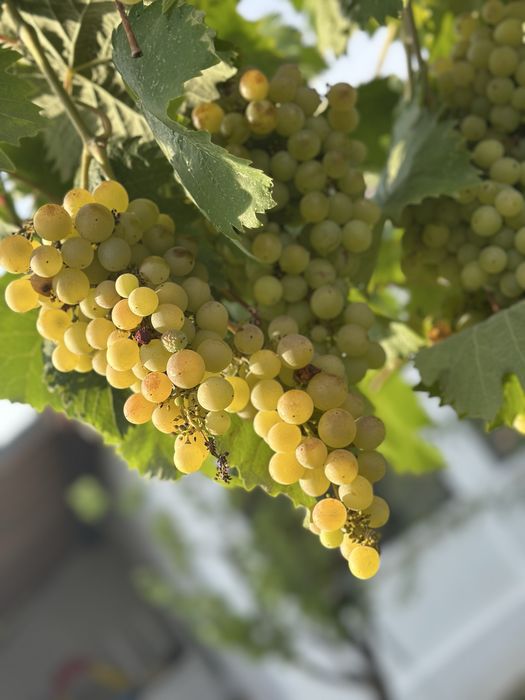 Struguri albi pentru vin si pentru consum