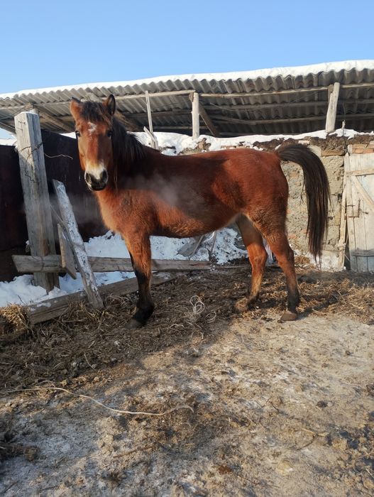 Жас бие буаз полукровка