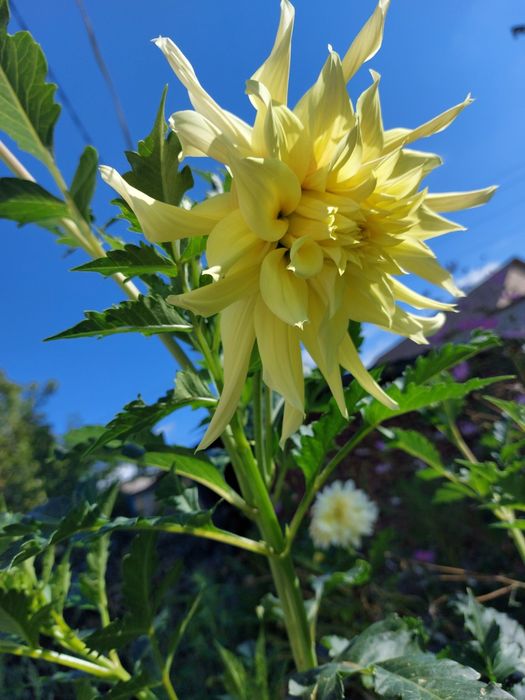 Продаются клубни георгин