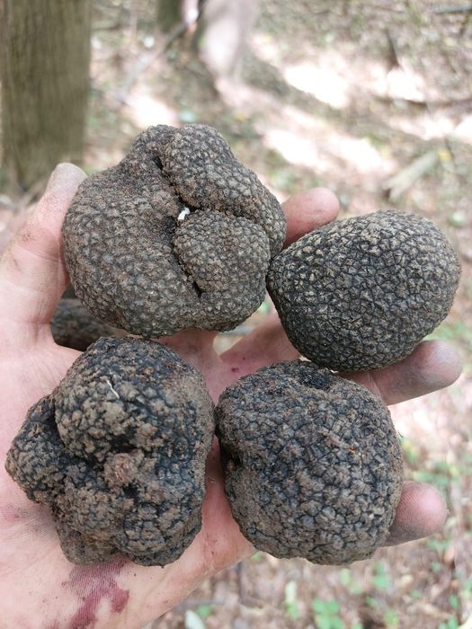 Vând trufe proaspete