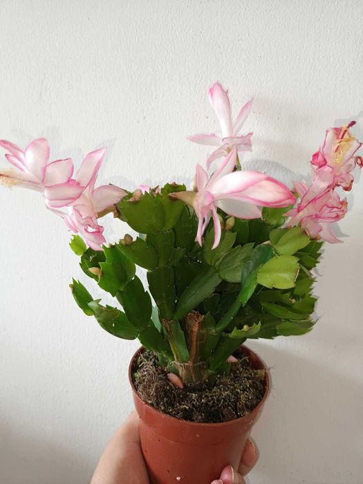 Коледниче/ Шлумбергера ЖЪЛТО,оранжево,бяло,розово,цикламено,червено