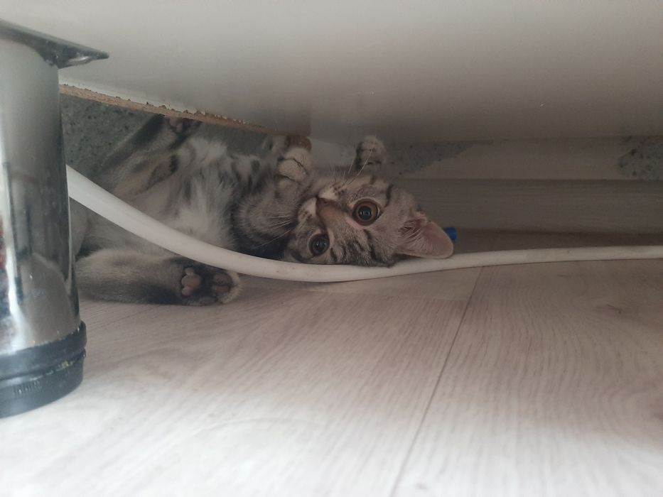 Кошка марғау кошка