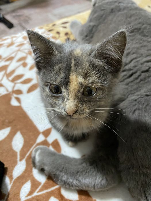 Котенок девочка, полубританка