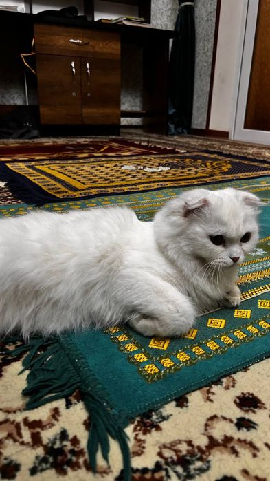 Скотиш фолд сотилади