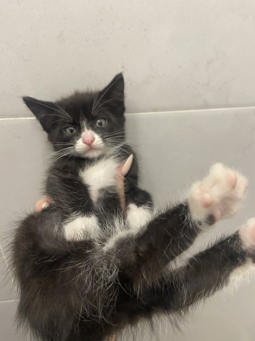 Котята девочки мальчики 29.07