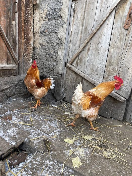 Продам петухов  молодых