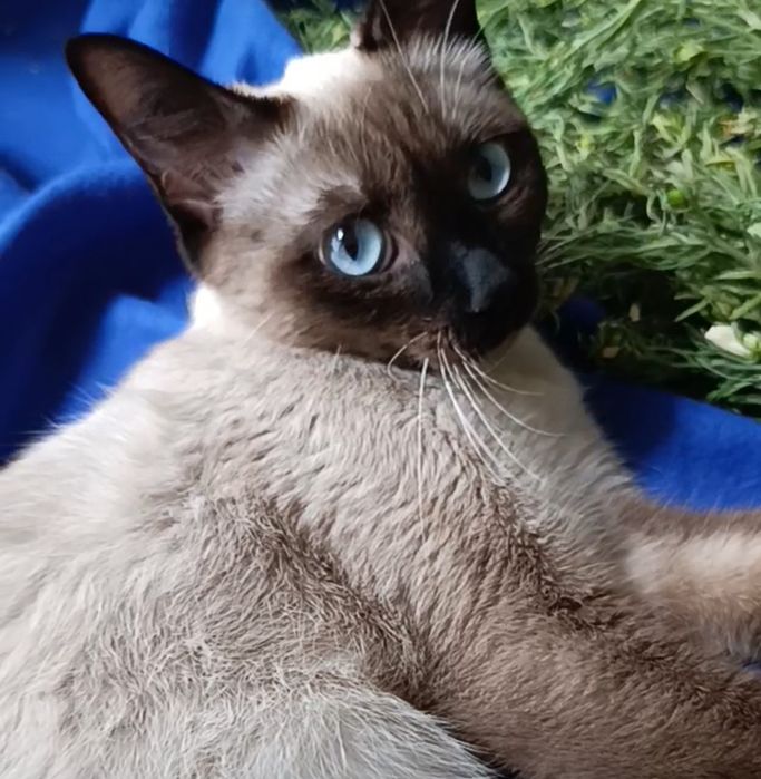 Кошка ищет семью