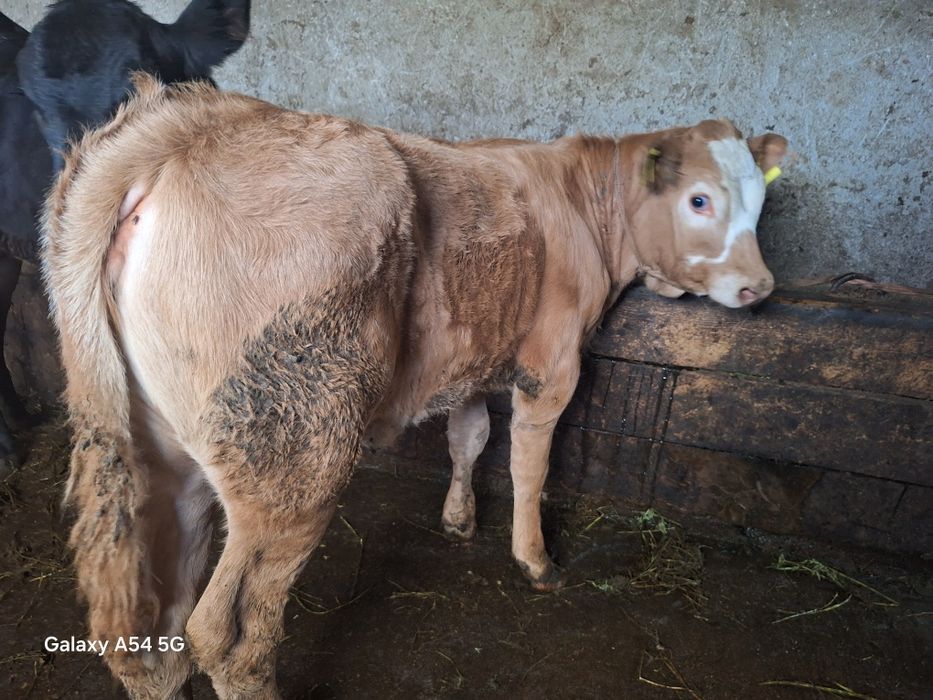Vând doua vitele din monta angus