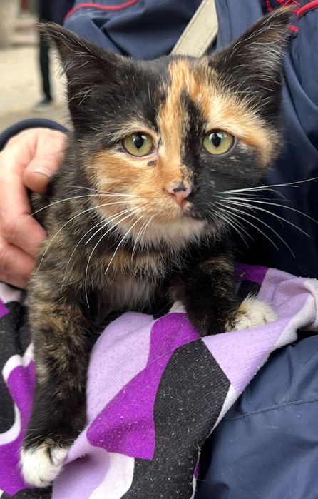 Кошечка, приносящая удачу КОТЕНОК в добрые руки