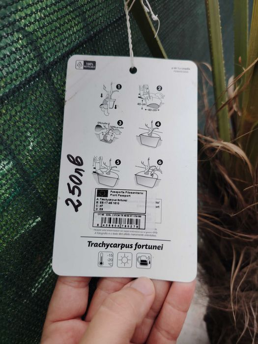 Палма, растения и цветя