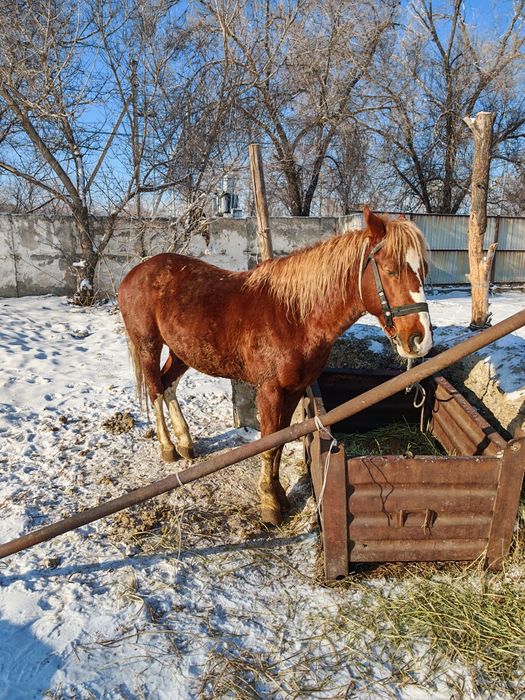 Лошадь жеребец 5 лет
