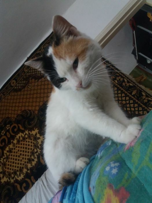 Кошка стерилизованная