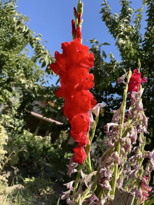 Гладиолус гулларини пиёзлари сотилади. Голланд навли